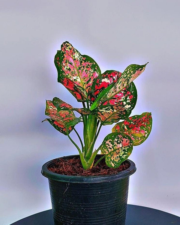 Aglaonema Red Sumatra