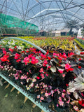 Begonia Collection – Colorful Flowering Plants | Home & Garden | Farooq Nursery Farm