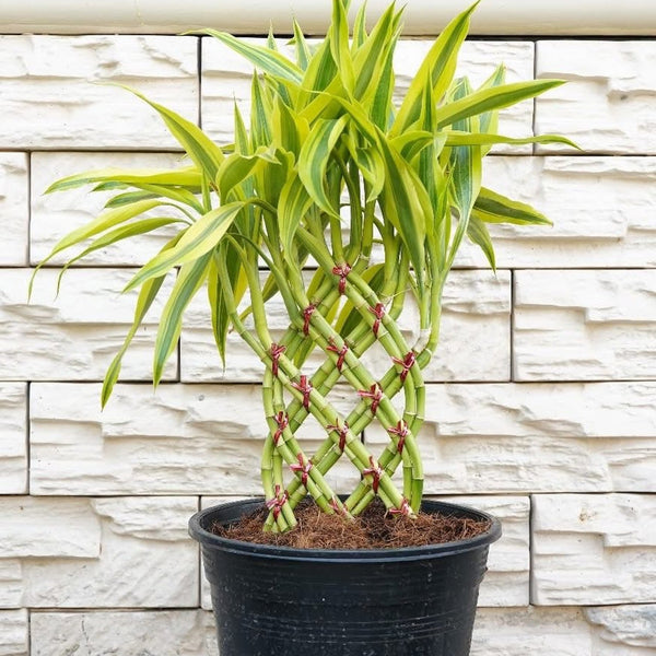 Lucky Bamboo Braided (Braid Pattern)