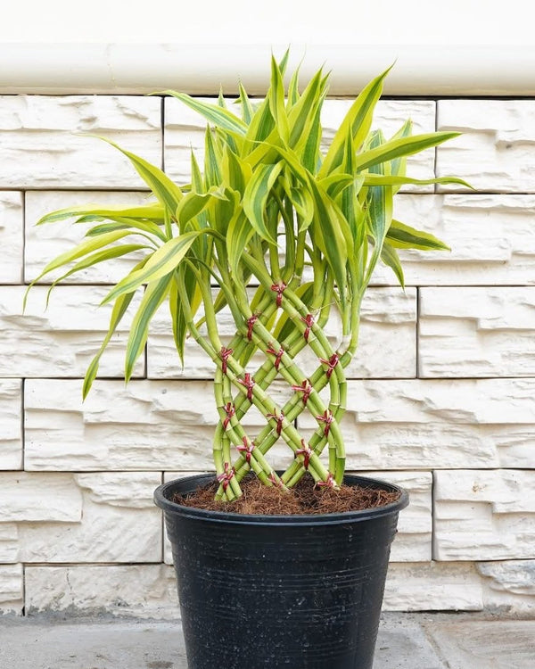Lucky Bamboo Braided (Braid Pattern)