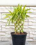 Lucky Bamboo Pillar | Farooq Nursery Farm