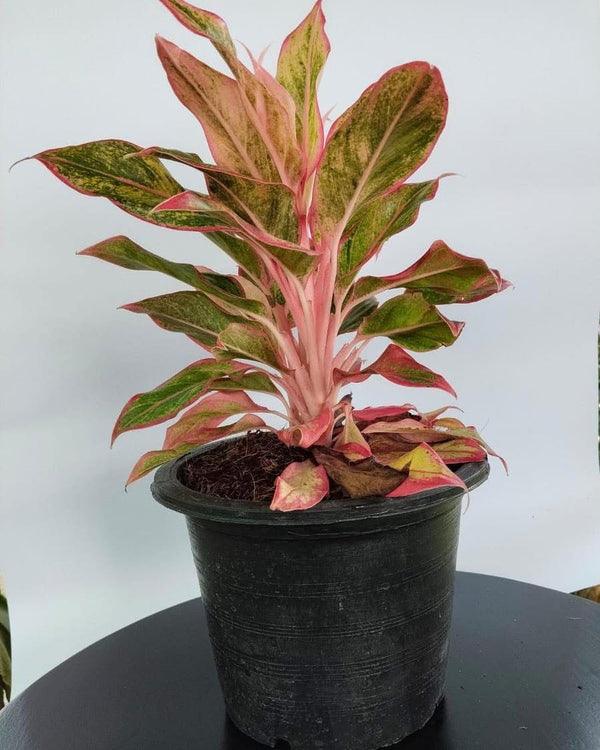 Aglaonema Pink Variety Collection