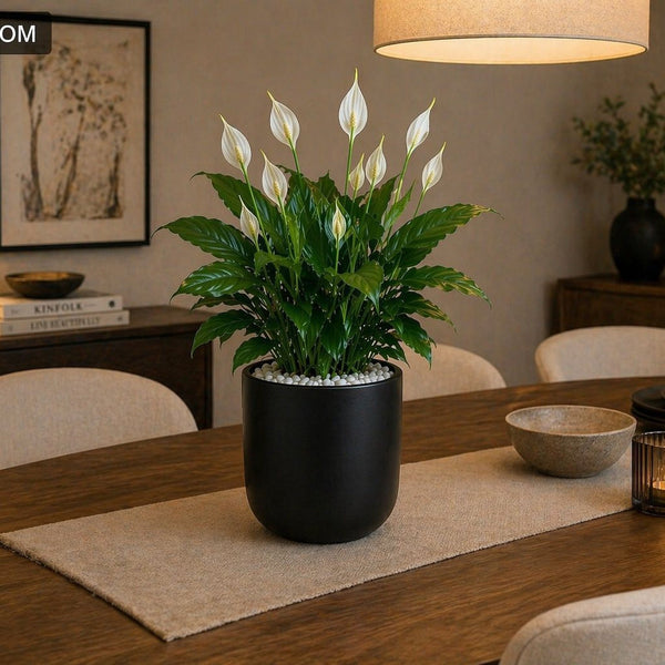 Peace Lily