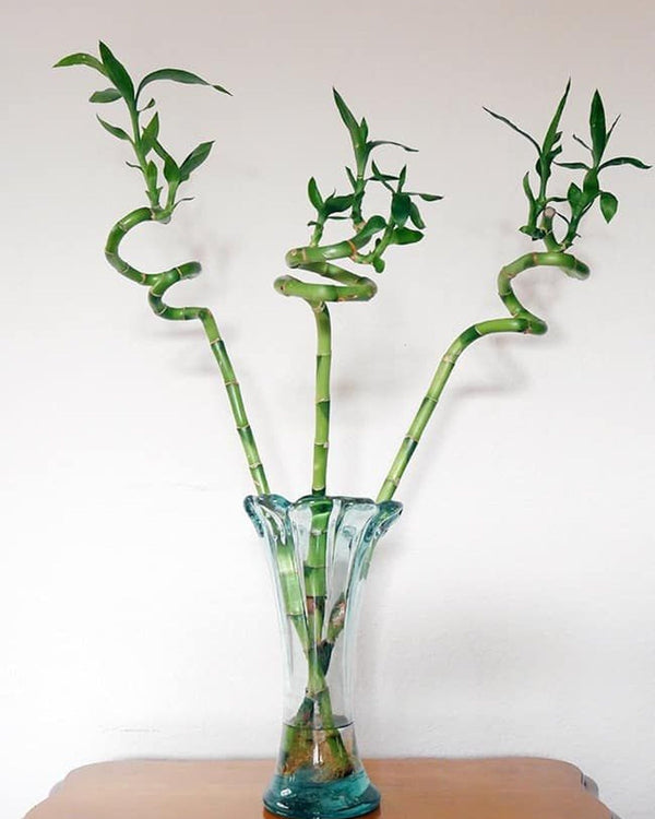 Lucky Bamboo Spiral (3 Stalks)