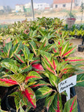 Aglaonema Pink Panama – Exotic Pink-Veined Indoor Plant | Farooq Nursery Farm