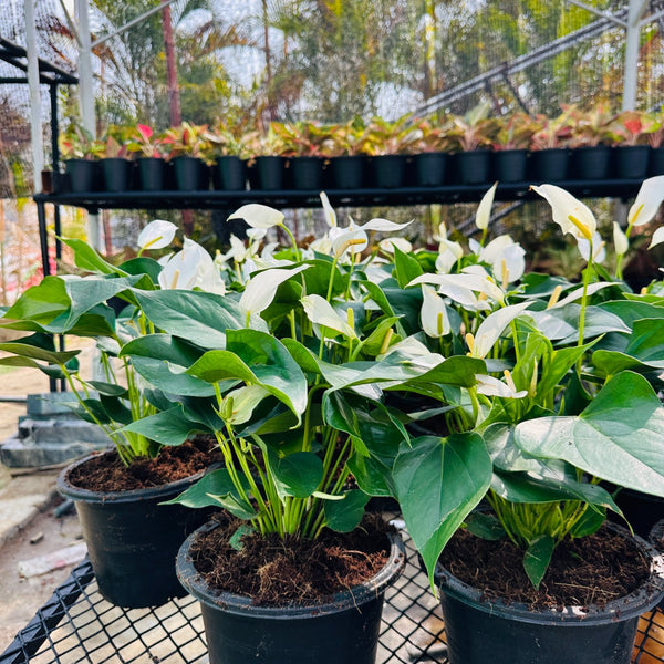Peace Lily – Elegant Flowering Indoor Plant | Air Purifier | Farooq Nursery Farm