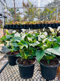 Peace Lily – Elegant Flowering Indoor Plant | Air Purifier | Farooq Nursery Farm