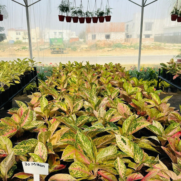 Dracaena Braided (Variegated)