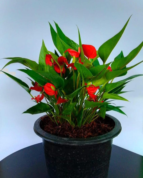 Red Anthurium (Flamingo Lily)