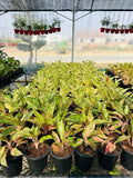 Aglaonema 30 Million – Premium Tricolor Variegated Indoor Plant | Farooq Nursery Farm