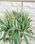 Ribbon grass – Green & Yellow Striped Indoor Plant | Farooq Nursery Farm