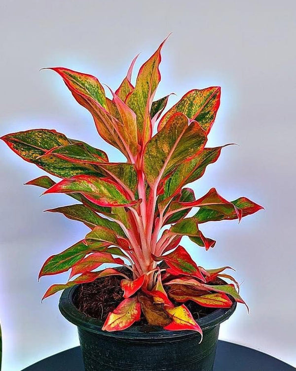 Aglaonema Lipstick