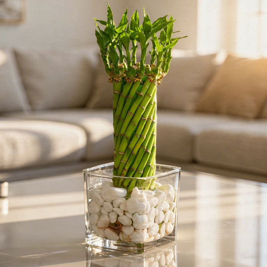 Lucky Bamboo Tower | Farooq Nursery Farm