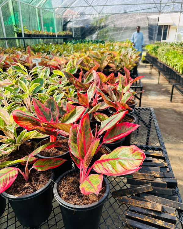 Aglaonema Greenhouse Collection