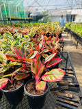 Aglaonema Greenhouse Collection – Farm-Fresh Colorful Indoor Plants | Farooq Nursery Farm
