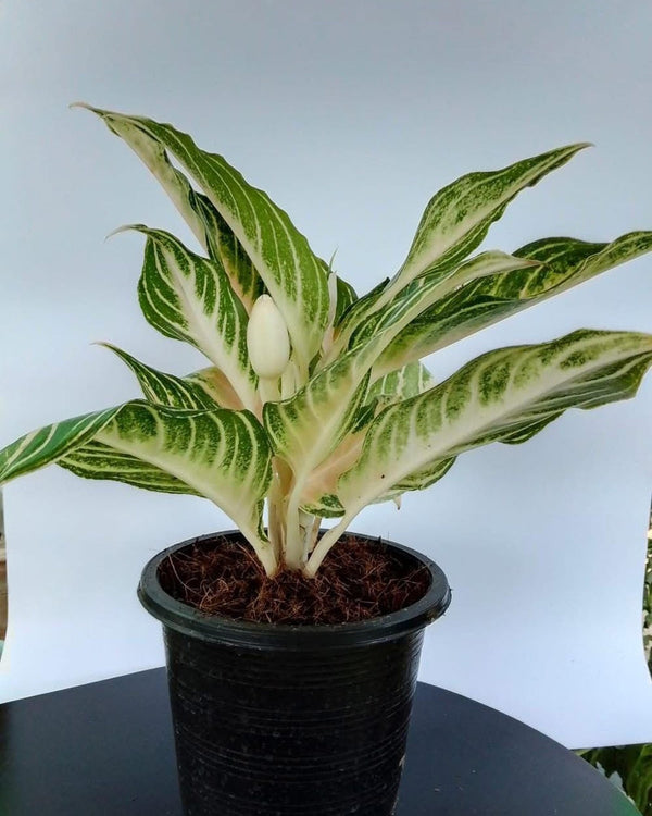 Dieffenbachia Camille
