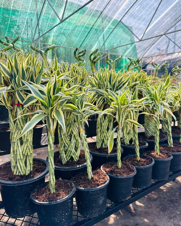 Lucky Bamboo Variegated Collection