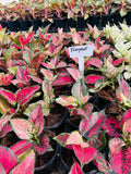 Aglaonema Treephet – Pink Speckled Collector's Plant | Farooq Nursery Farm