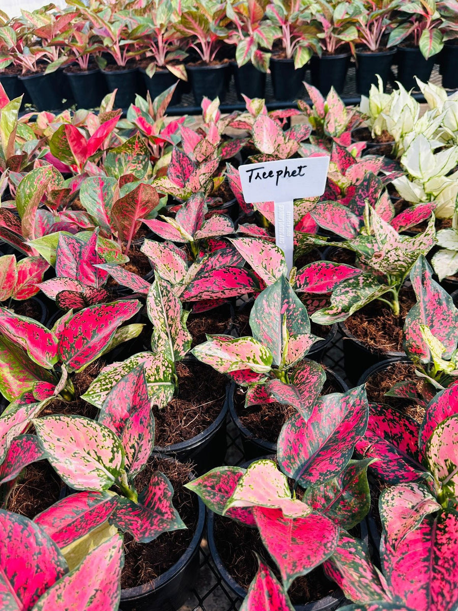 Aglaonema Treephet