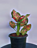 Aglaonema Red Sumatra – Exotic Deep Red Indoor Plant | Farooq Nursery Farm