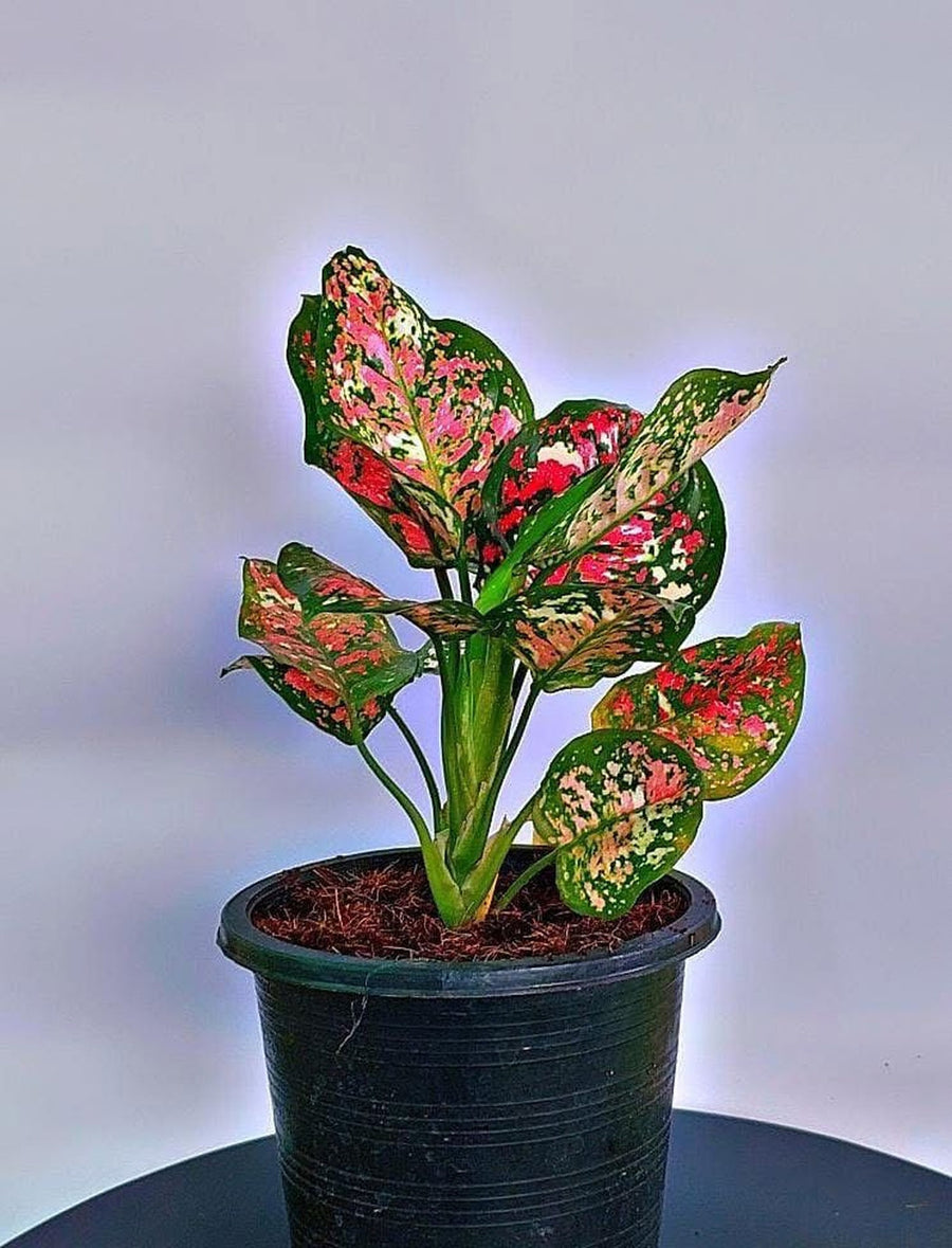 Aglaonema Red Sumatra