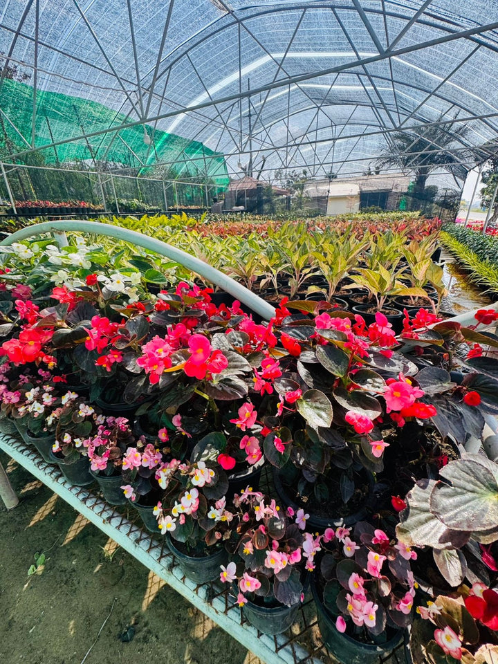 Begonia Collection