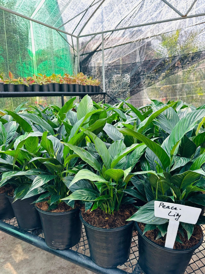 Peace Lily