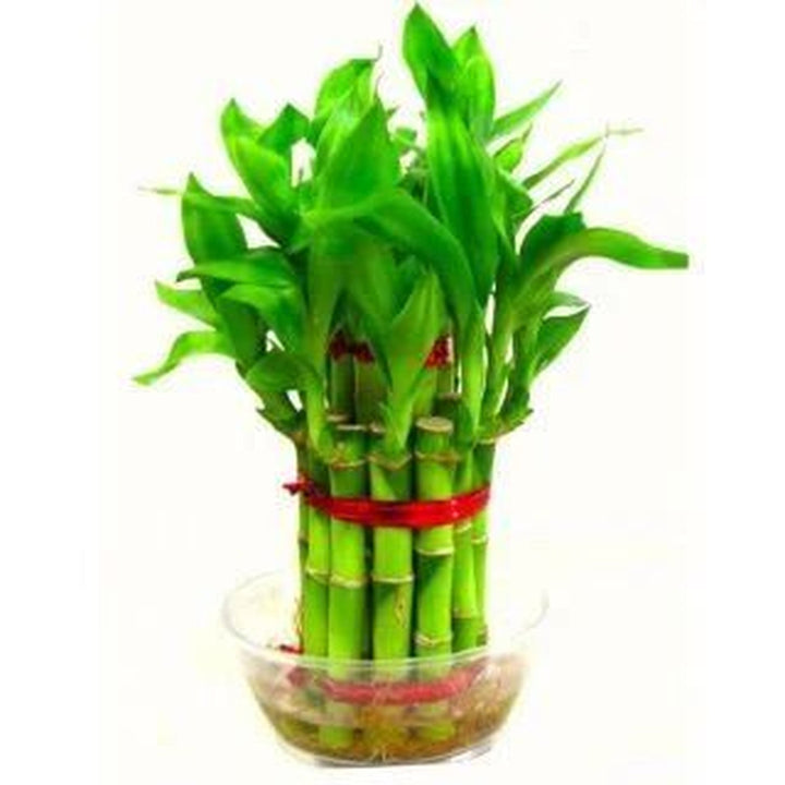 Lucky Bamboo Single Layer (Glass Bowl)