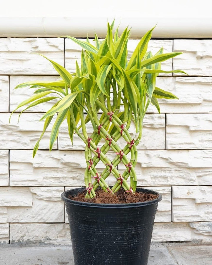 Lucky Bamboo Braided (Braid Pattern)