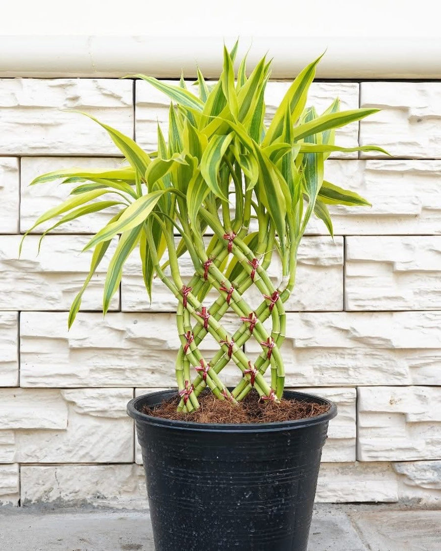 Lucky Bamboo Braided (Braid Pattern)