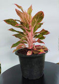 Aglaonema Pink Variety Collection – Multiple Cultivars | Farooq Nursery Farm
