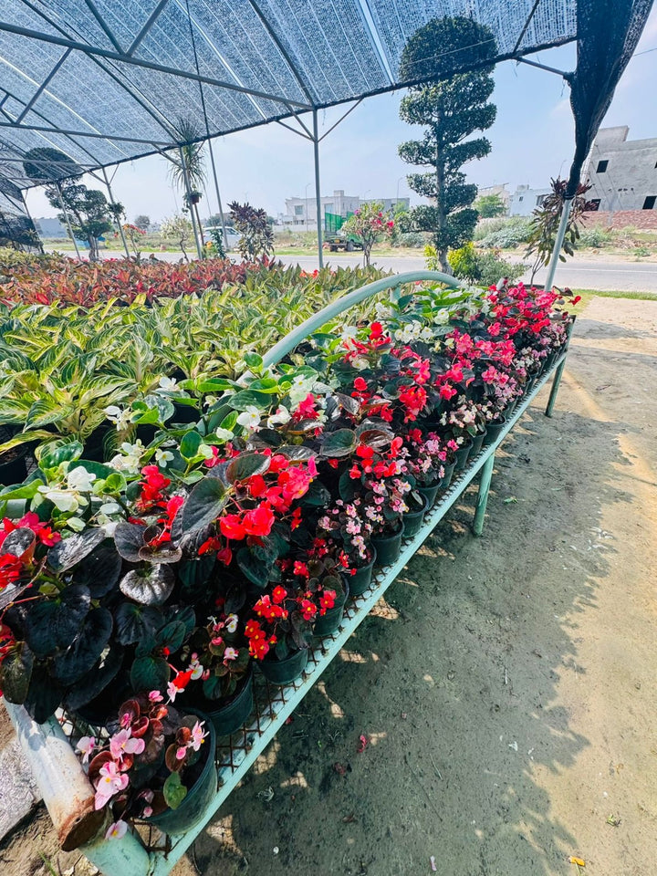 Aglaonema Maneem Ongkon