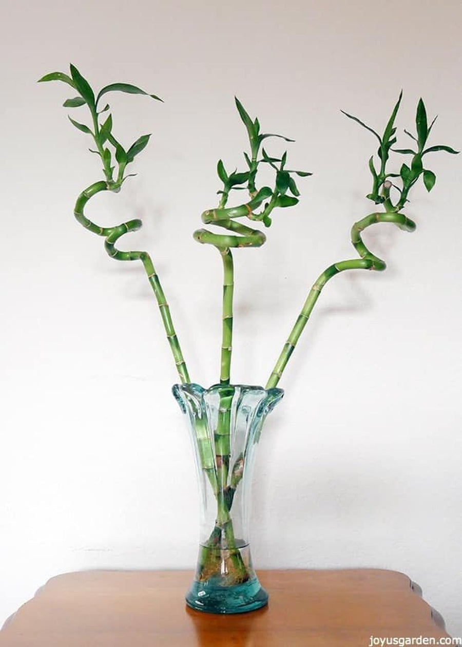 Lucky Bamboo Spiral (3 Stalks)