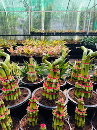 Lucky Bamboo Twisted (Single Stalk)