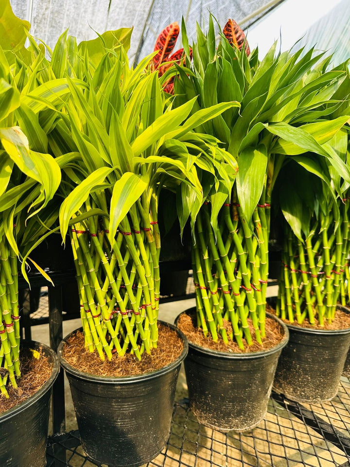 Lucky Bamboo Greenhouse Fresh