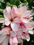 Plumeria (Frangipani) – Fragrant Tropical Flowering Plant | Farooq Nursery Farm