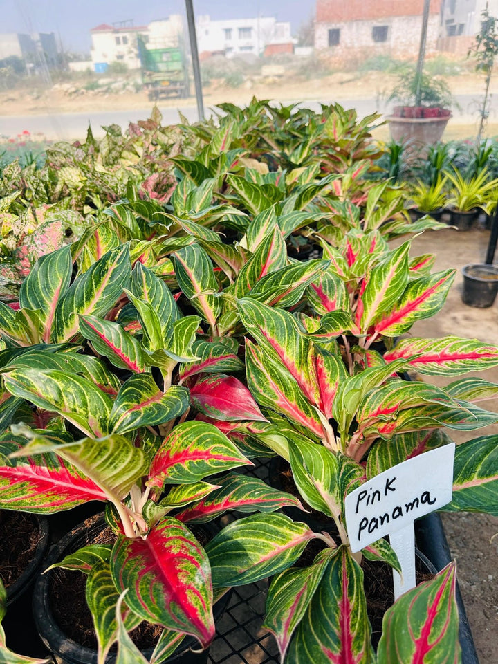 Aglaonema Pink Panama