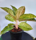 Aglaonema Butterfingers – Yellow-Green Cheerful Indoor Plant | Farooq Nursery Farm