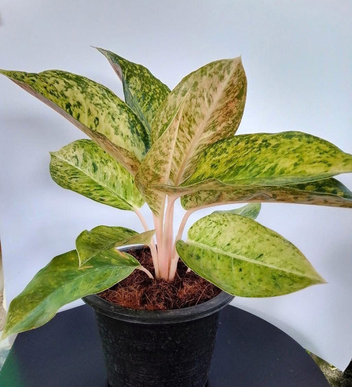 Aglaonema Butterfingers