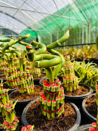 Lucky Bamboo Twisted (Single Stalk)