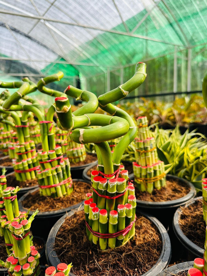 Lucky Bamboo Twisted (Single Stalk)