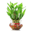 Lucky Bamboo | Farooq Nursery Farm
