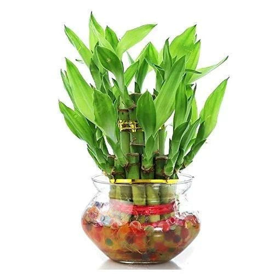 Lucky Bamboo 3 Layer (Glass Bowl)