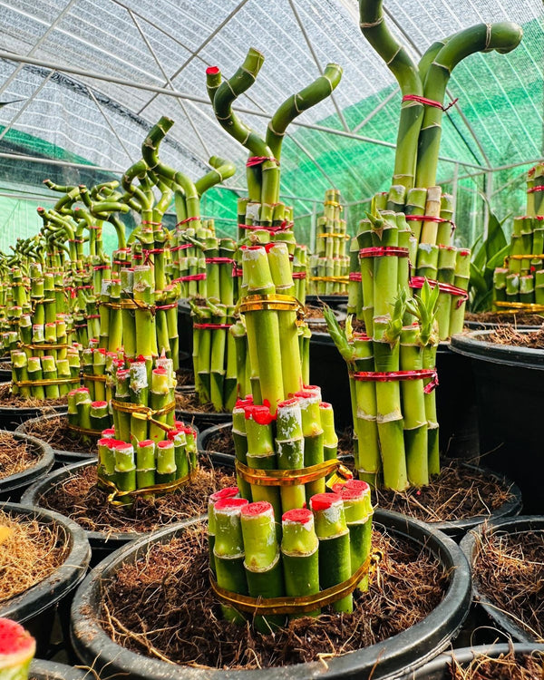 Lucky Bamboo Twisted (Single Stalk)