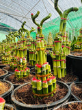 Lucky Bamboo | Farooq Nursery Farm