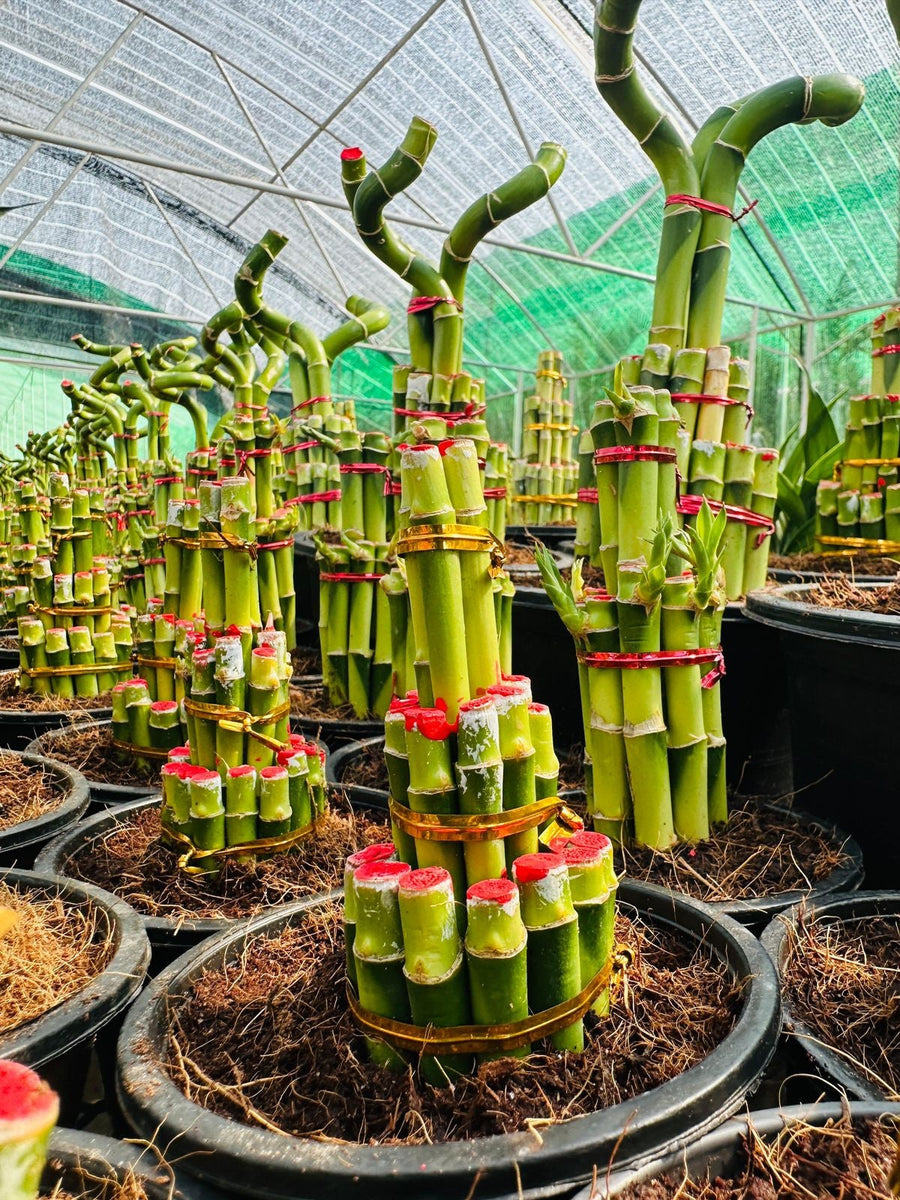 Lucky Bamboo Twisted (Single Stalk)