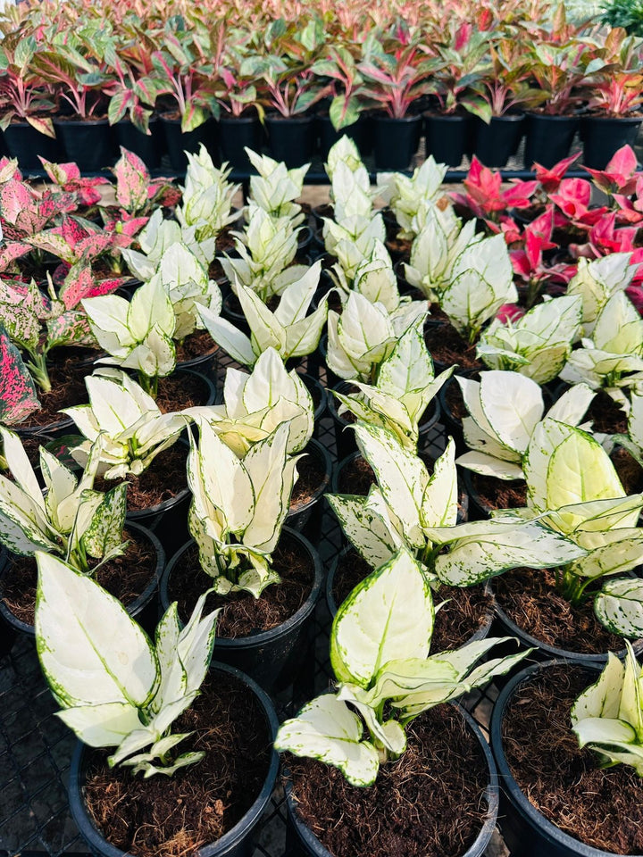 Dieffenbachia Collection