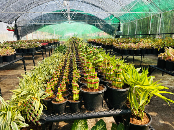 Plants