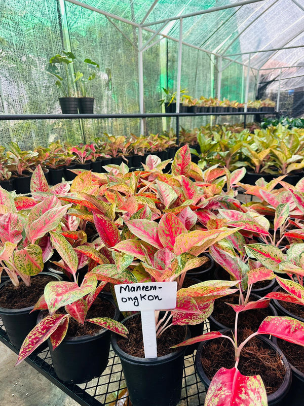 Indoor Plants