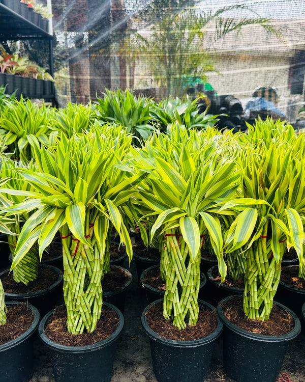 Lucky Bamboo Tower | Farooq Nursery Farm